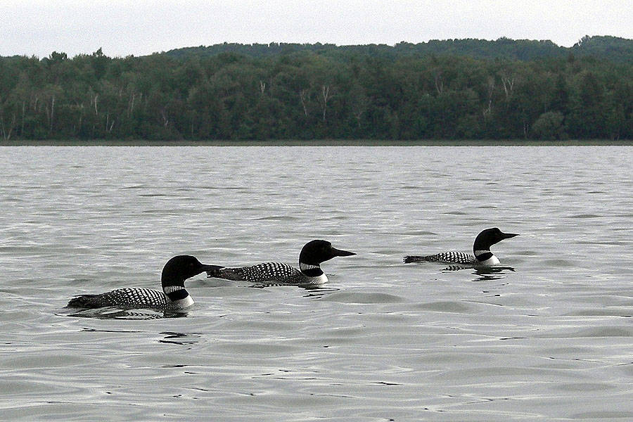 3 Loons