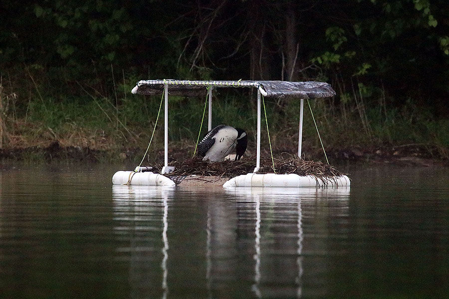 Loon on Nest