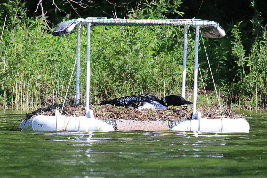 Loon on Nest