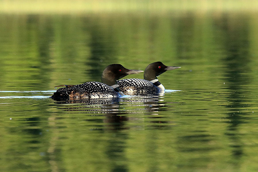 Loons Abandoning Nest