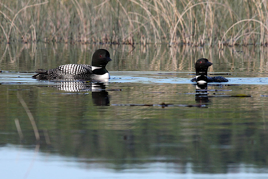 Loon Pair