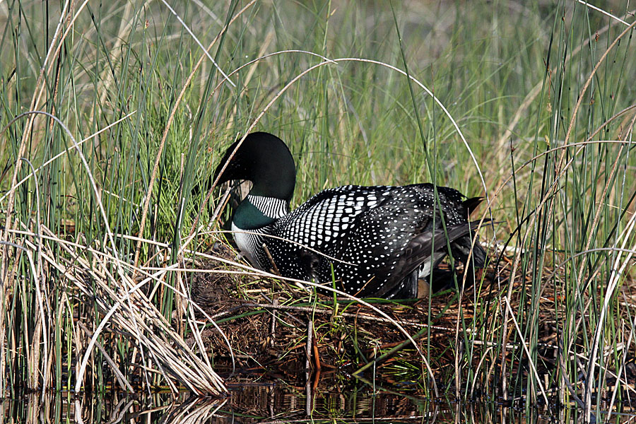 Loon on Nest