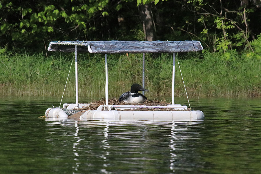 Loon on Nest
