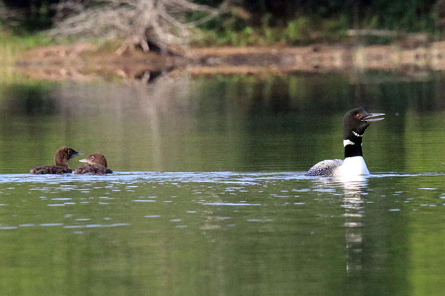 Loon & Chicks