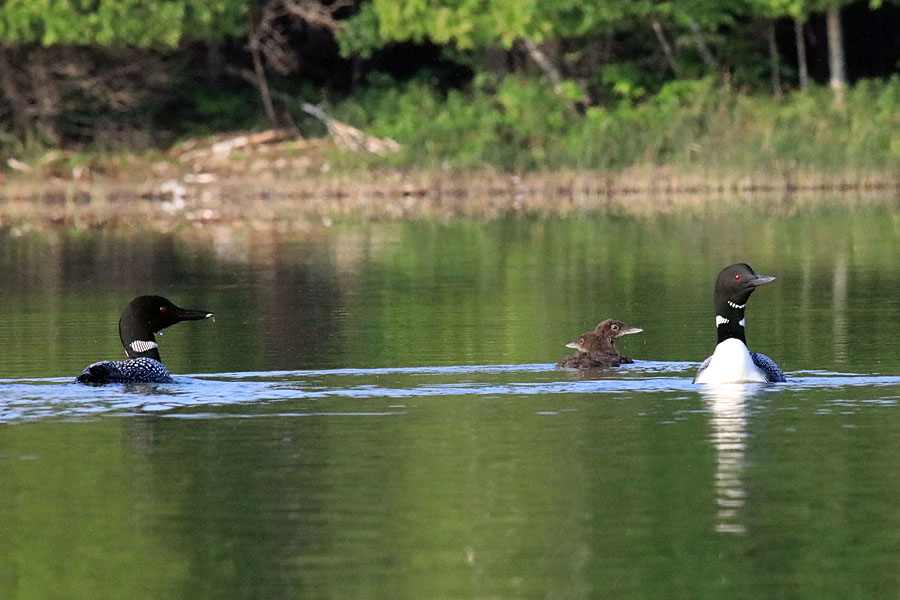 Loon family