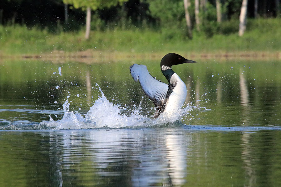 Penguin dancing loon