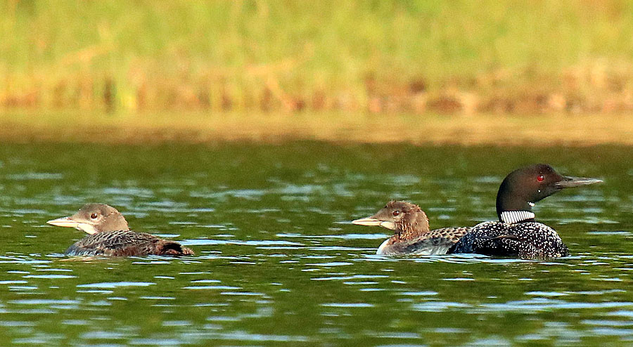 Loon Family