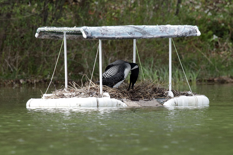 Loon Moving Egg
