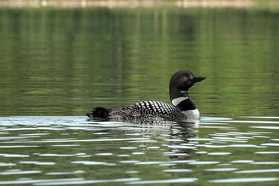 Loon