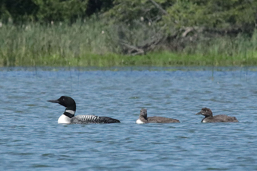 Loon & Chicks