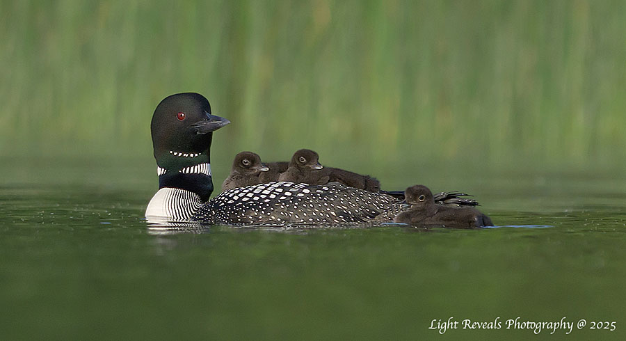 Loon with 3 Eggs