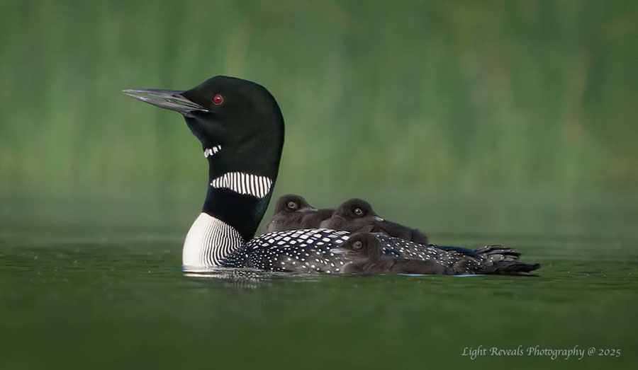 Loon with 3 Chicks