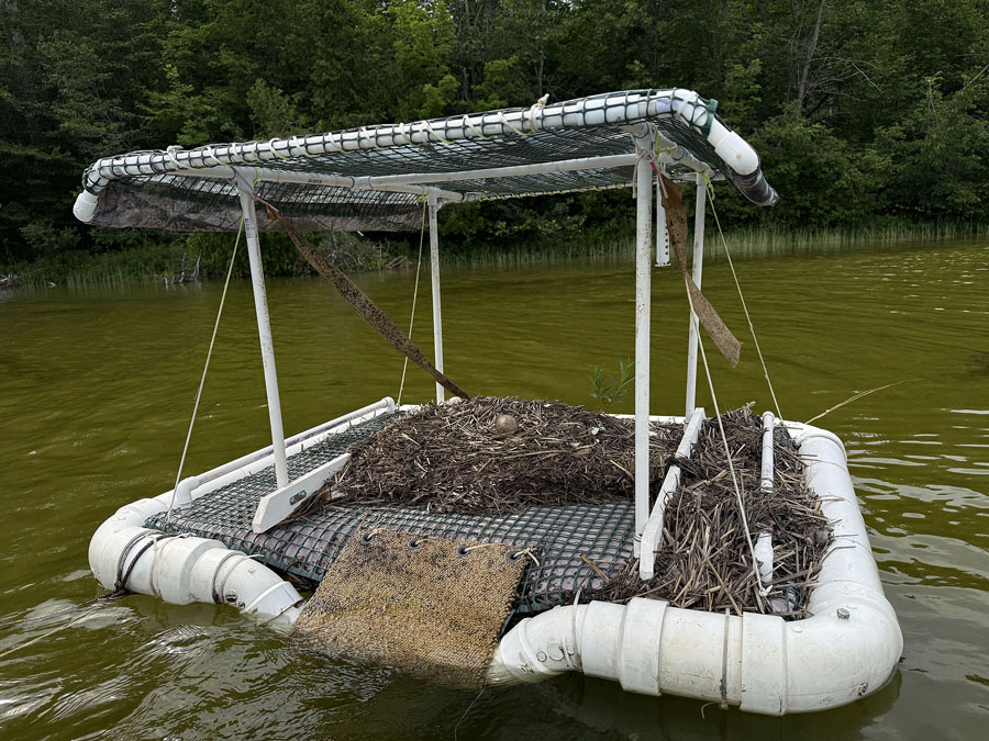 Loon nest
