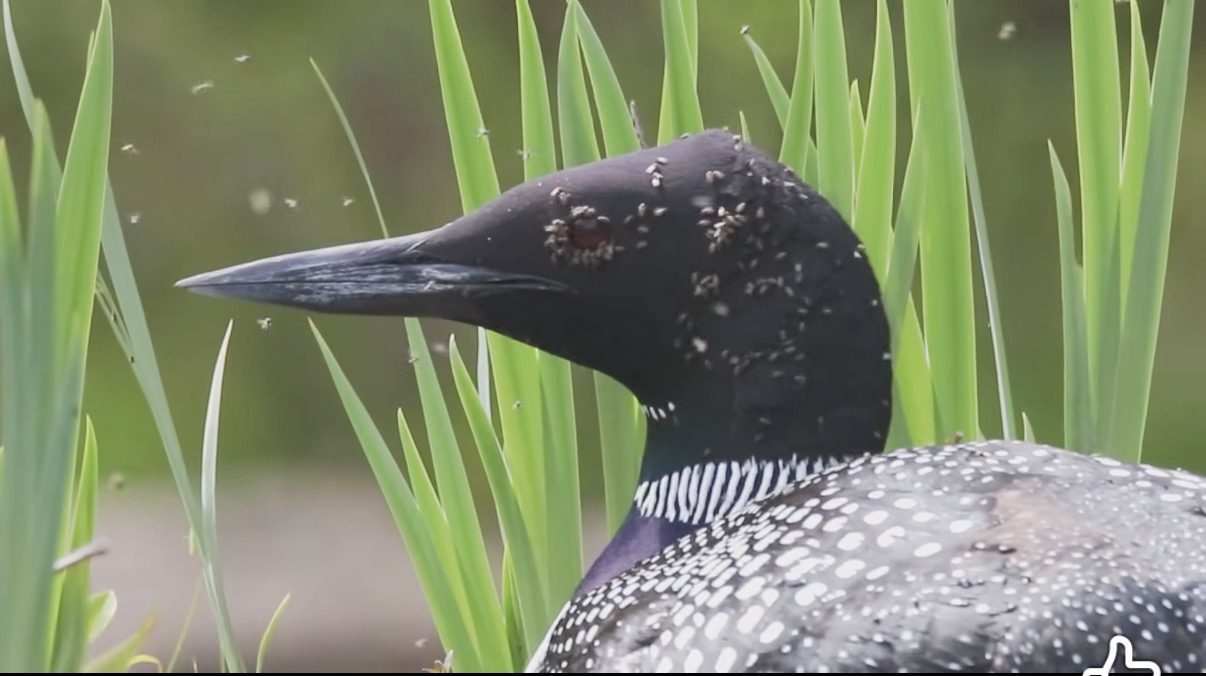 Black Flies on Loon