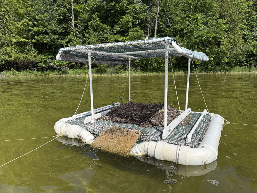 Abandoned nest