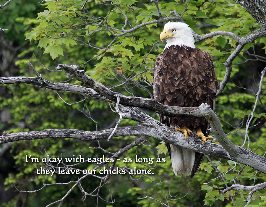 Eagle Watching